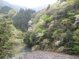 新緑と桜