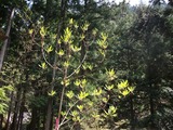 DSCF8130-1