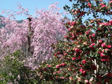 DSCF2599