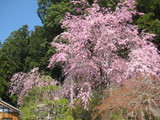 枝垂れ桜