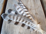 DSCN0332