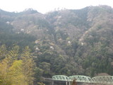 天龍橋と山桜