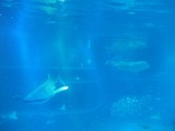 DSCF7547-1