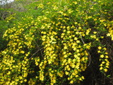 山吹の花