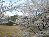 DSCF2847