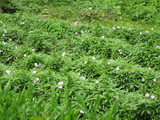 ¤ªÃãȪ¤¬¤ª²ÖȪ¤Ë¡©