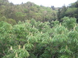 栃の花