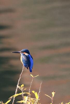 1IMG_8054 (3)
