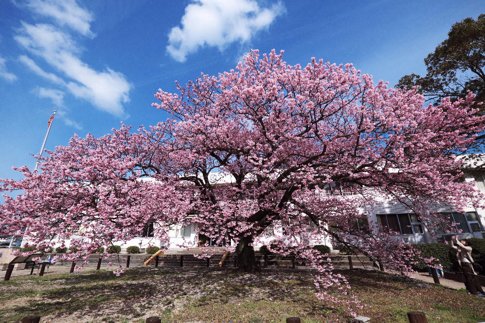 向島小学校の蓬莱桜 山楽日記と下界通信 向島小学校の蓬莱桜 山楽日記と下界通信