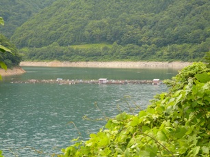 飛騨河合の河ふぐ 飛騨やまさち工房 飛騨市森林組合山菜加工場 のブログ