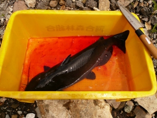 飛騨河合の河ふぐ 飛騨やまさち工房 飛騨市森林組合山菜加工場 のブログ