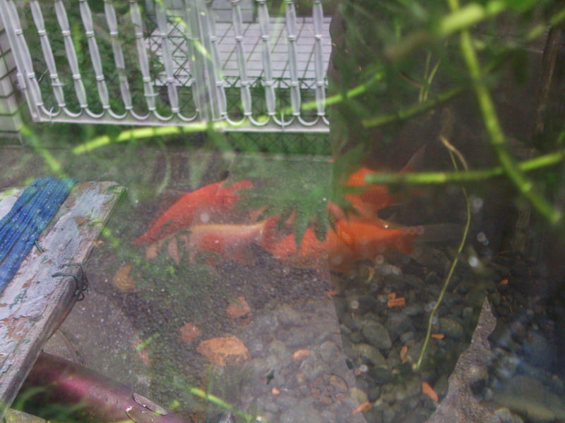 観賞魚 水草 Yamashitateiのblog