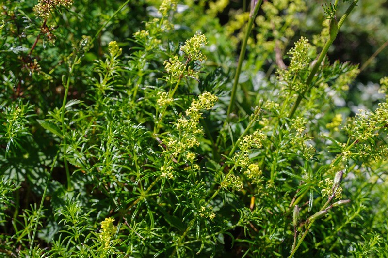 2025072643コバナカワラマツバ