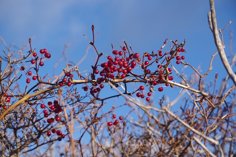 2024013009サルトリイバラ