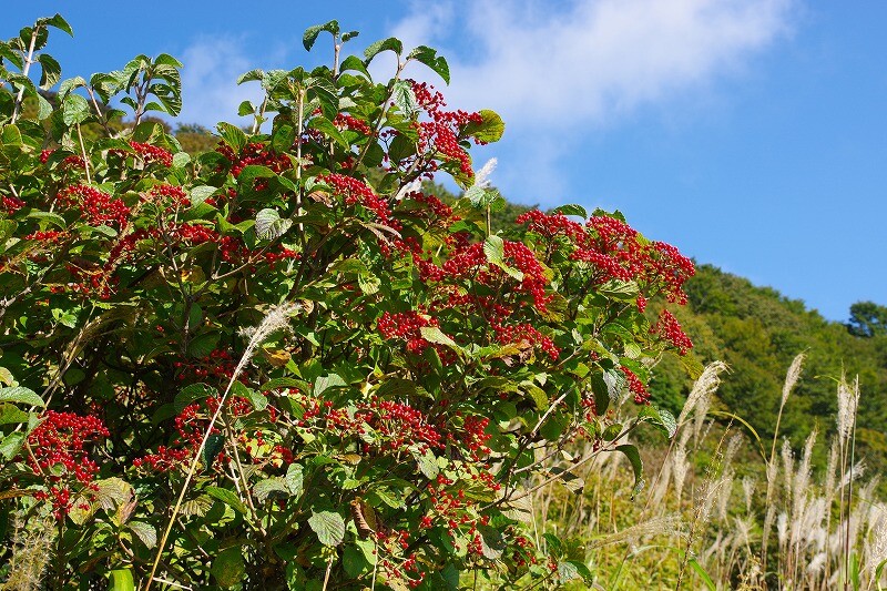 2025092812ガマズミ