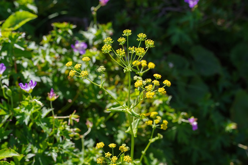 2025072644ホタルサイコ