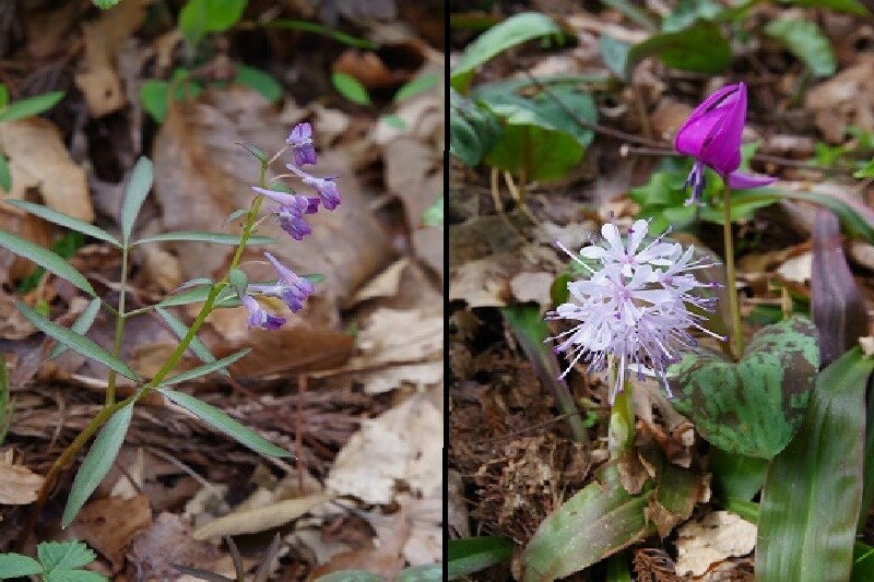 2024040220ミチノクエンゴサク