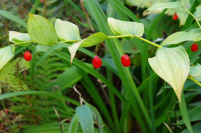 2025090632タケシマラン