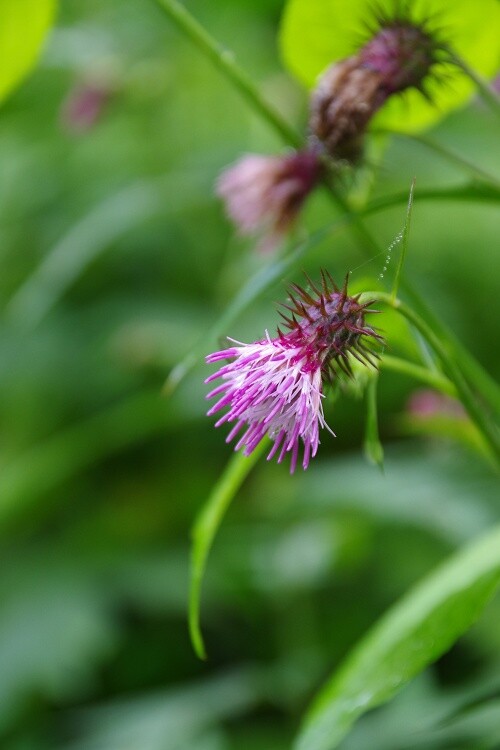 2025081725ノハラアザミ