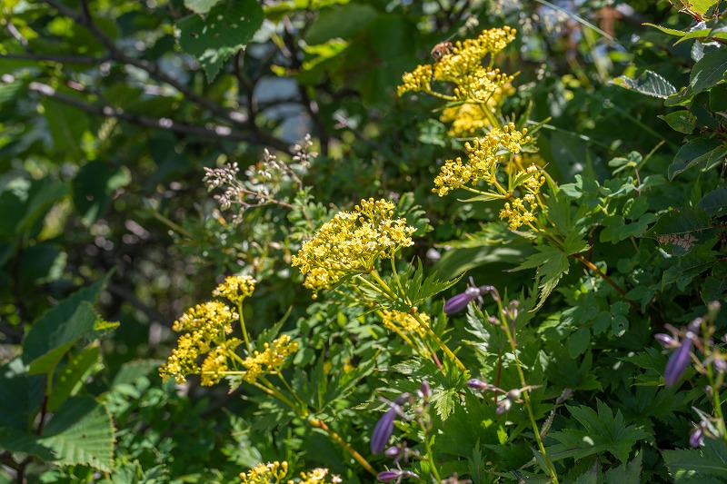 2025072650コキンレイカ