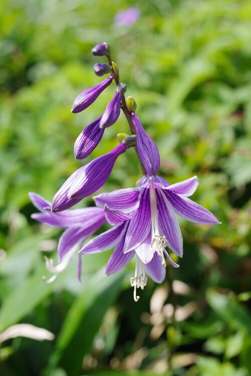 2025072655コバギボウシ