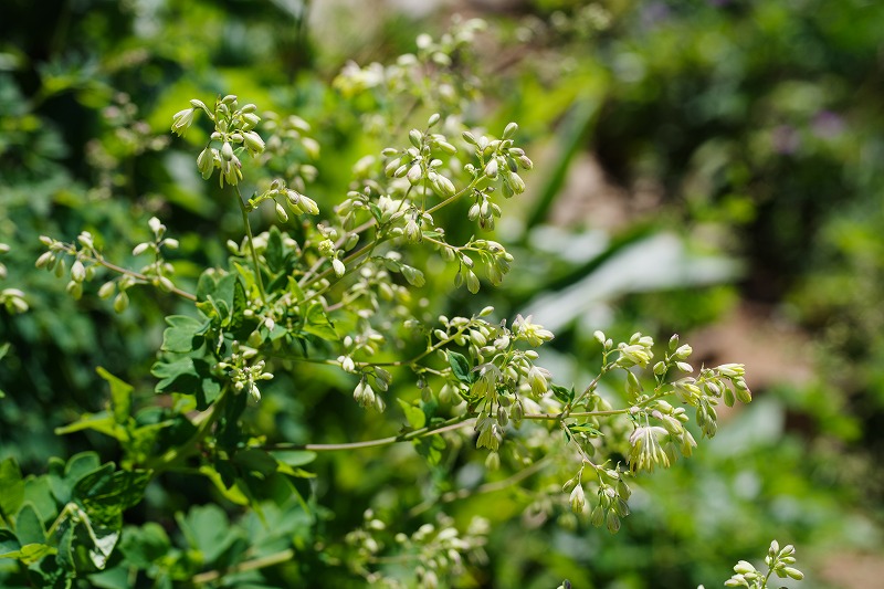 2025072652アキカラマツ