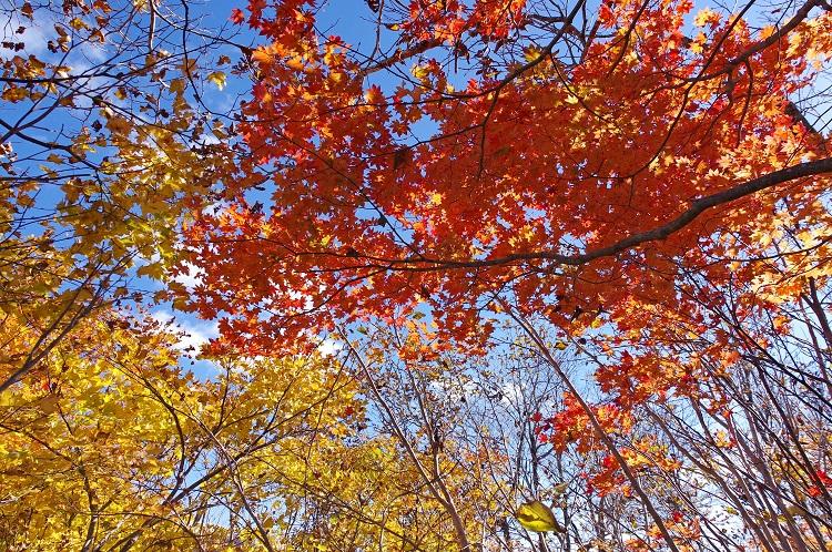 2018110319