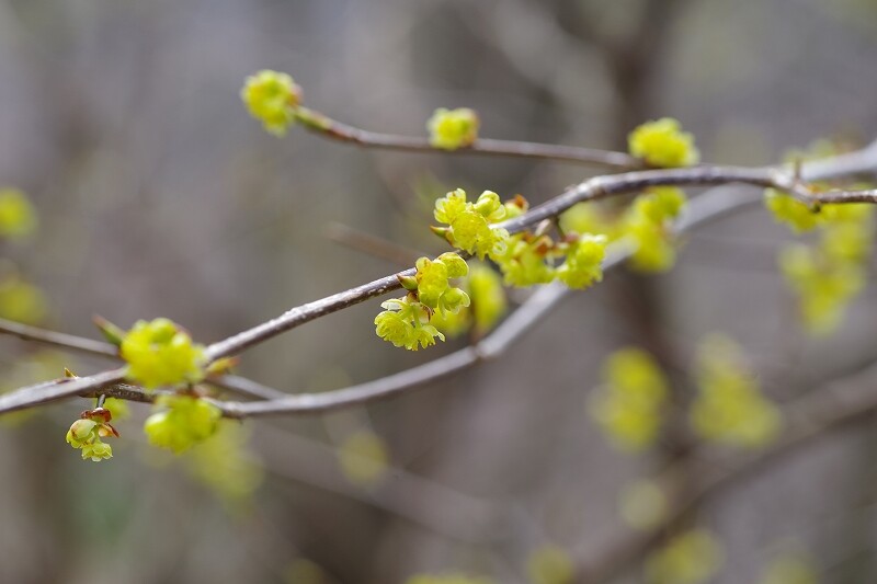 2024040223アブラチャン