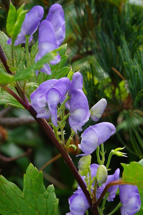 2025090631オクトリカブト