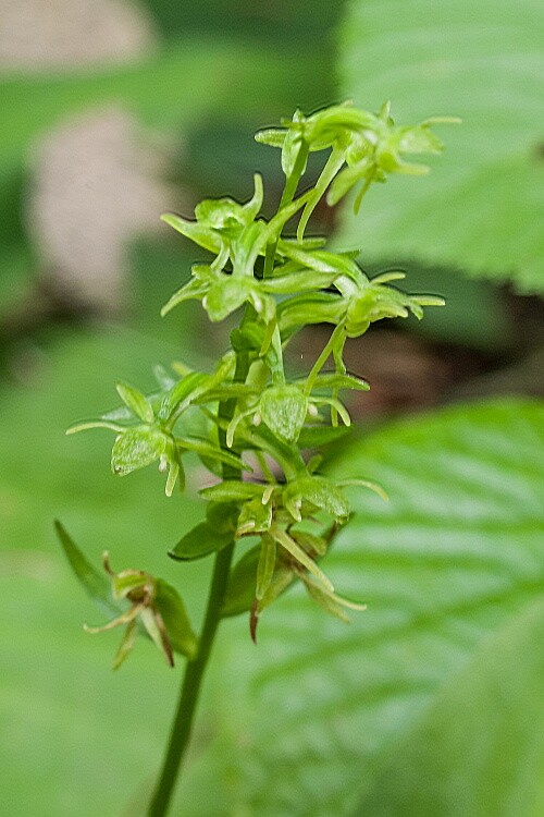 2025080952キソチドリジンバイソウ