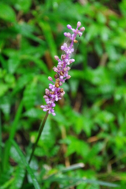 2025081708ヤブラン