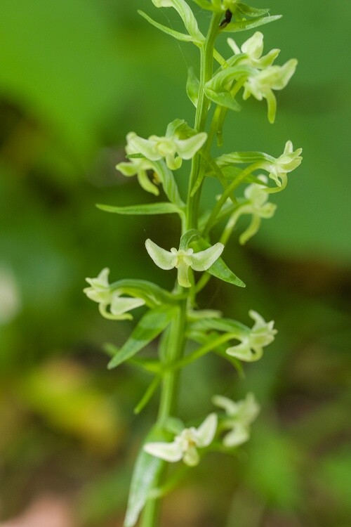 2025080951オオヤマサギソウ