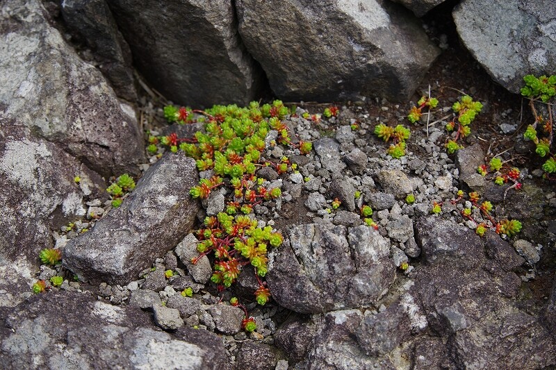 2024040243タイトゴメ