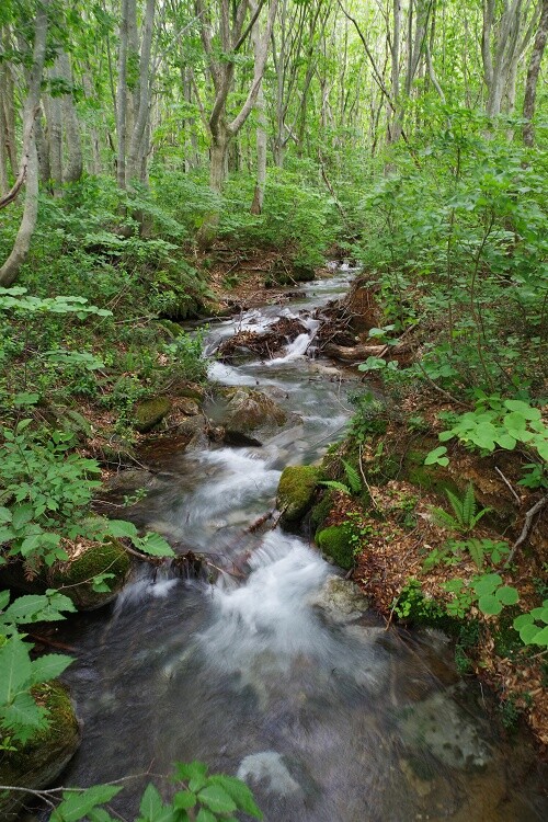 2026060332