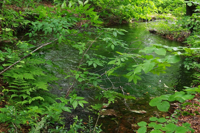 2026060333