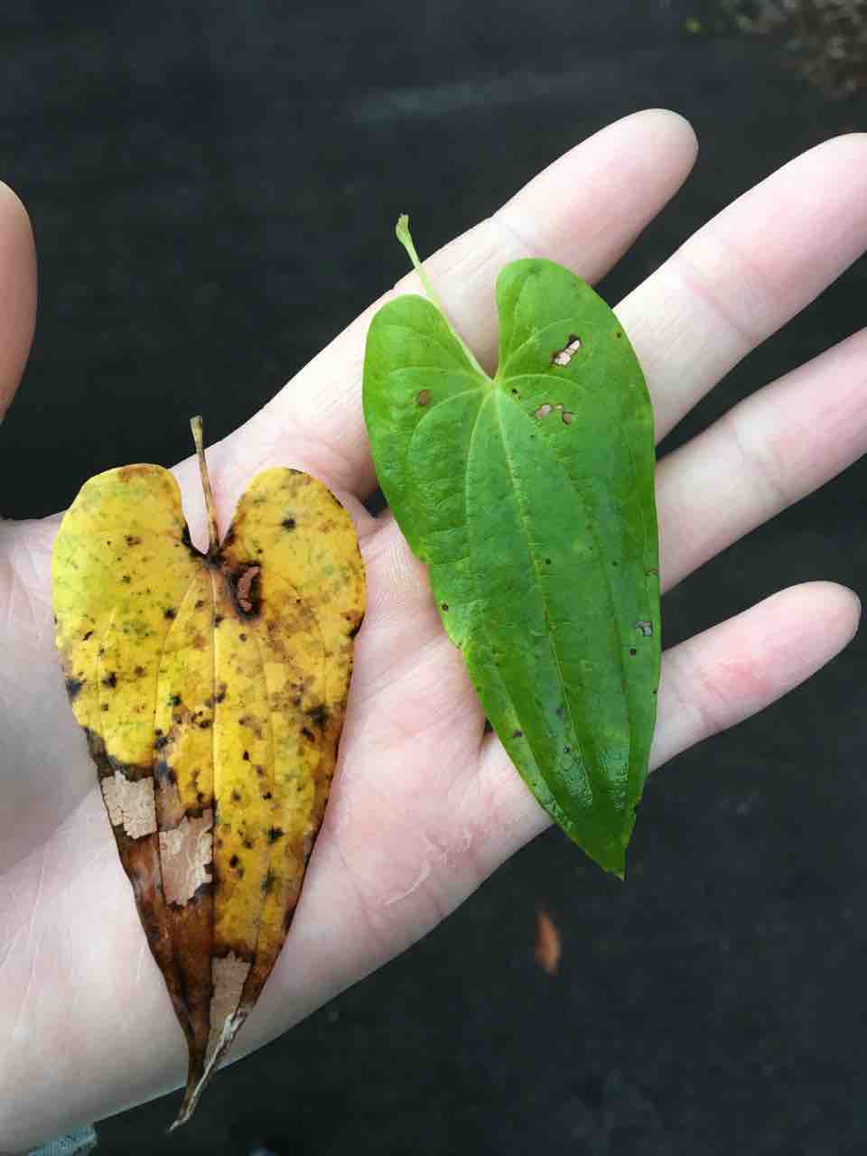 自然薯を掘る 山遊びのススメ 自然薯を掘る 山遊びのススメ