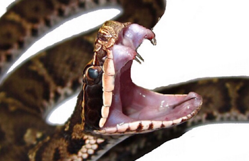 覚えるべきヘビはこの2種 毒を持つ マムシ と ヤマカガシ の生態 対処法 応急処置について 山旅天空倶楽部 覚えるべきヘビはこの2種 毒を持つ マムシ と ヤマカガシ の生態 対処法 応急処置について 山旅天空倶楽部