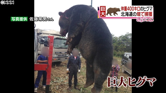 東京 青梅でクマ出没相次ぐ 紅葉狩り 注意を 山旅天空倶楽部