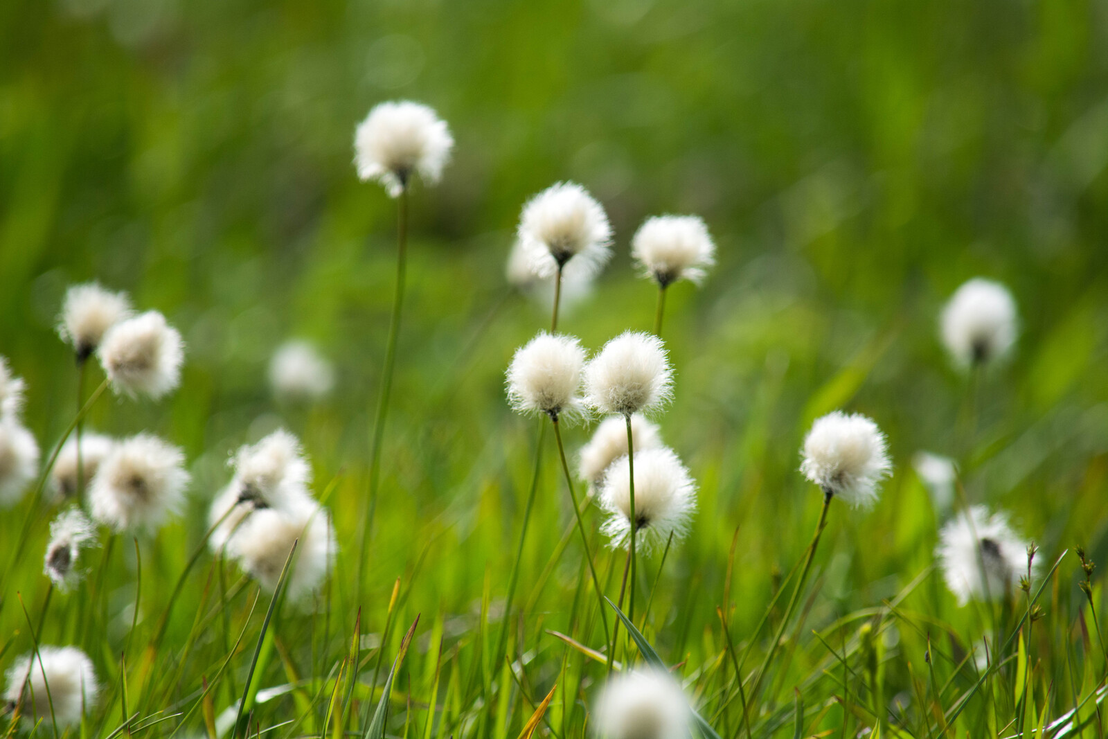 残雪期や初夏の虫よけ対策は いろいろチェックしておきましょう 要は手抜きせず しっかりが1番 山旅天空倶楽部