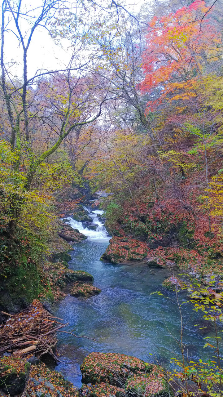 比婆道後帝釈国定公園の秋 山旅天空倶楽部 比婆道後帝釈国定公園の秋 山旅天空倶楽部