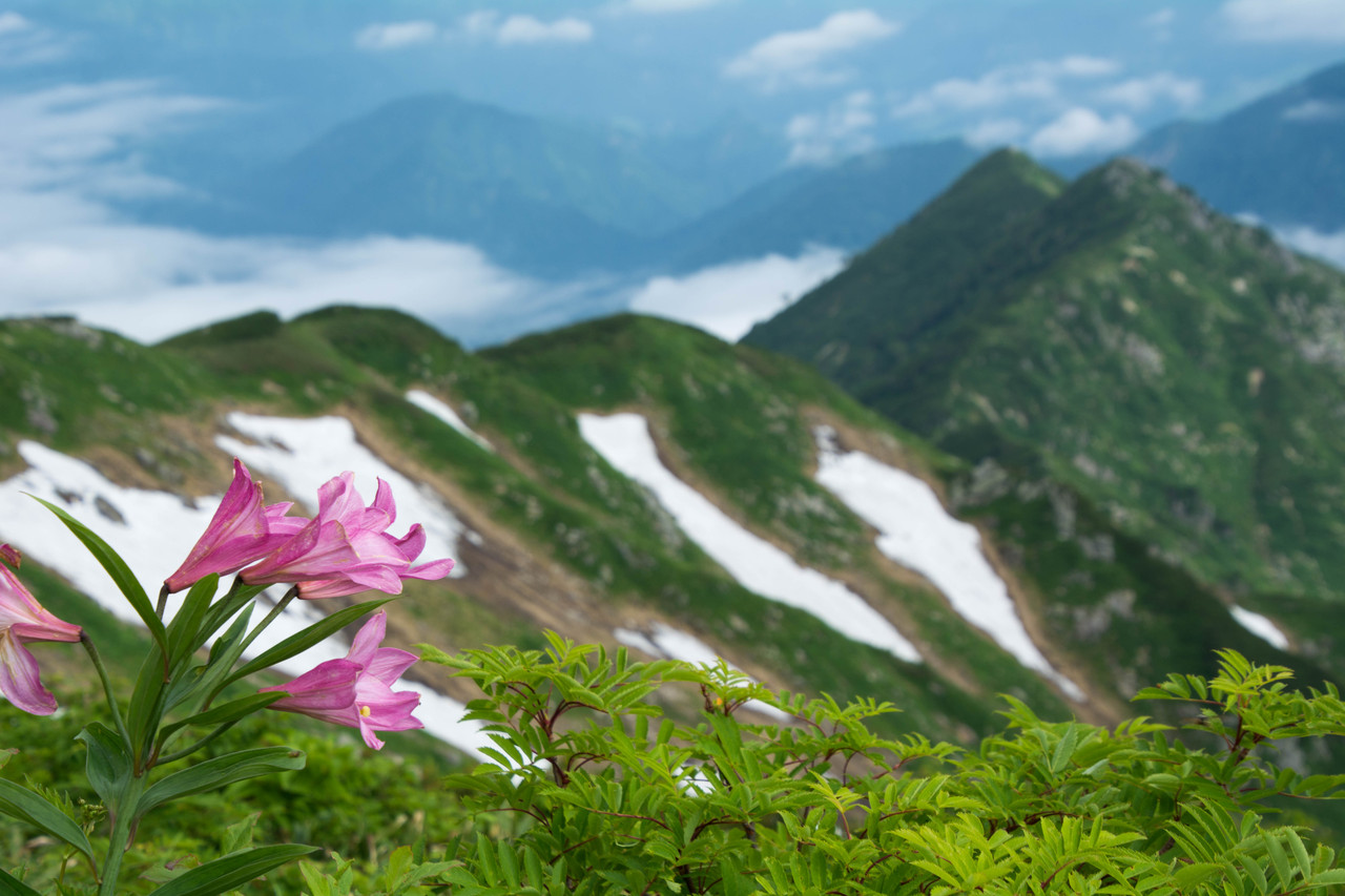 飯豊山４ ヒメサユリとシラネアオイ 山旅天空倶楽部