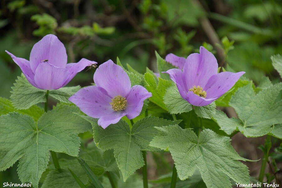 森林の癒し効果とコロナ対策 山旅天空倶楽部