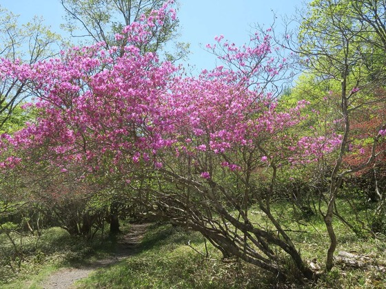 IMG_6018