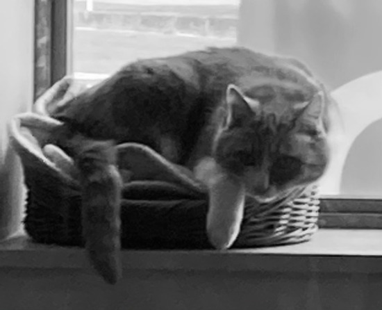 ブルーキャットカフェ