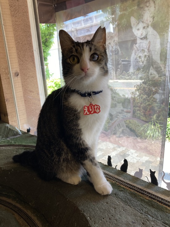 大阪猫詣2026年5月⑥