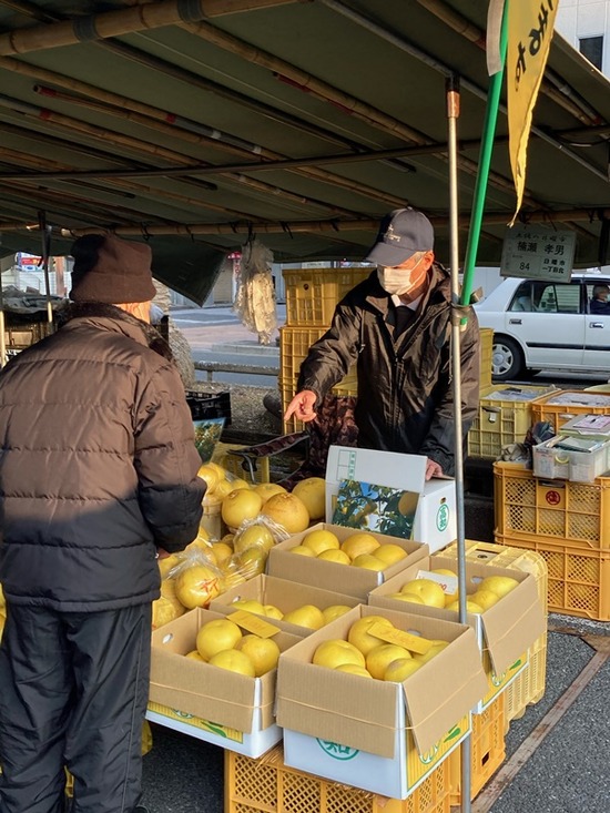 朝市　土佐文旦