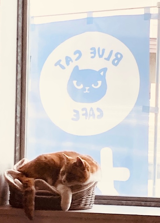 ブルーキャットカフェ5
