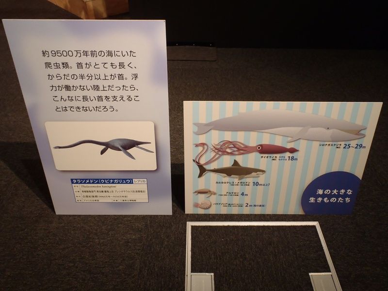 イメージ 5