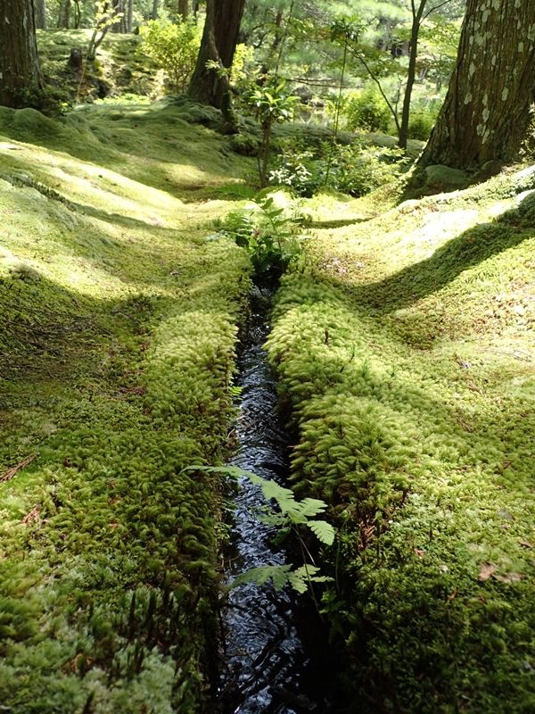 苔寺の風景2/2～世界遺産：西芳寺～【京都夏歩記8】 : YAMATETSU見聞録