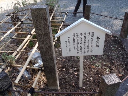 イメージ 5